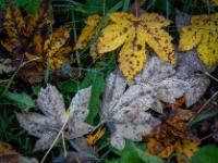 Ahornblätter teilweise mit Regentropfen auf der Rückseite